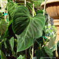 Philodendron Ecuadorense